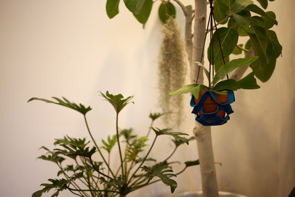 植物のある暮らし