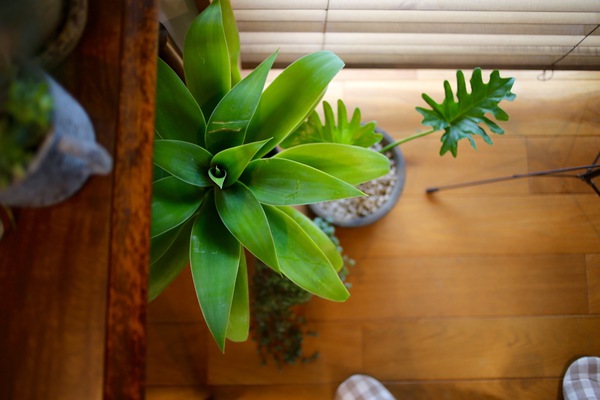 植物のある暮らし