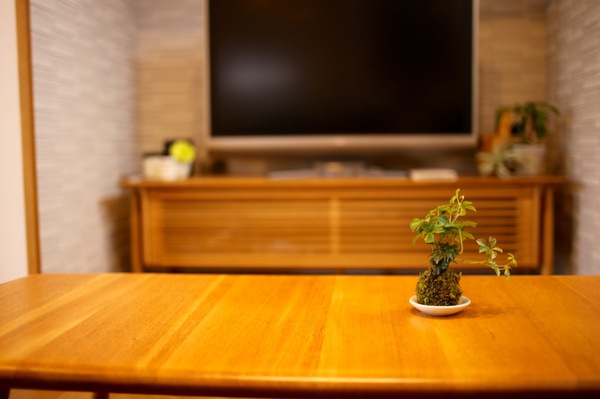 植物のある暮らし