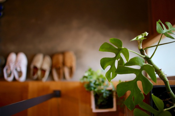 植物のある暮らし