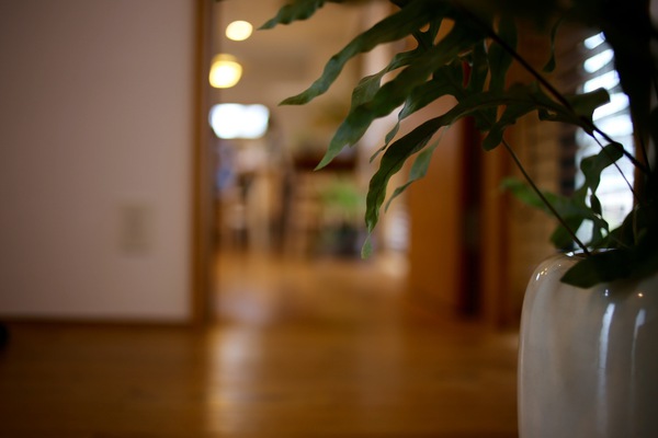 植物のある暮らし