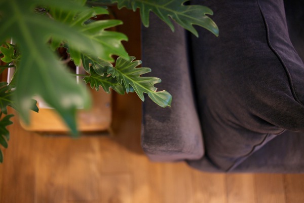 植物のある暮らし