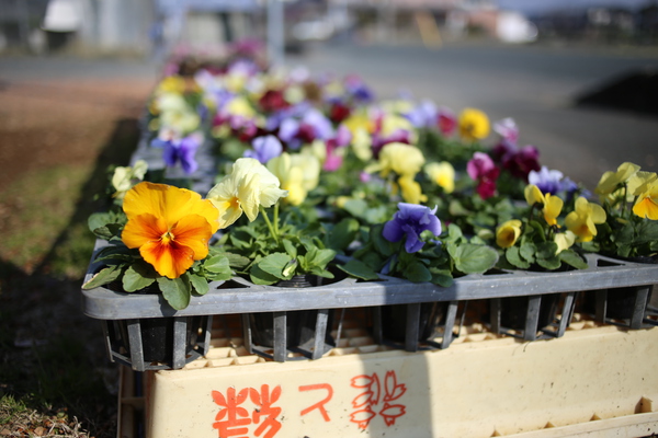 見頃です^^