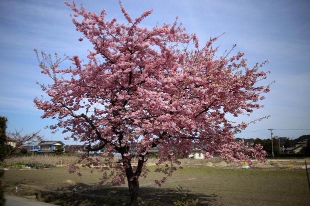 ＊河津桜＊