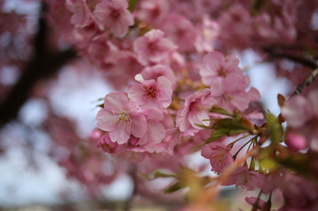 ＊河津桜＊
