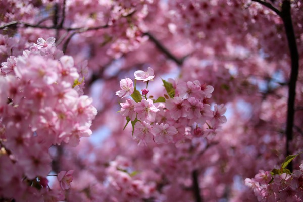 ＊河津桜＊