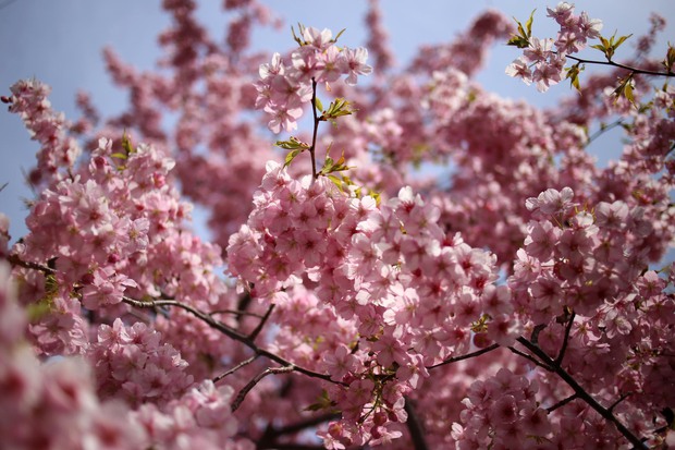 ＊河津桜＊
