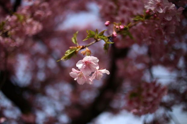 ＊河津桜＊