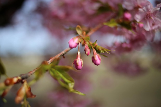 ＊河津桜＊