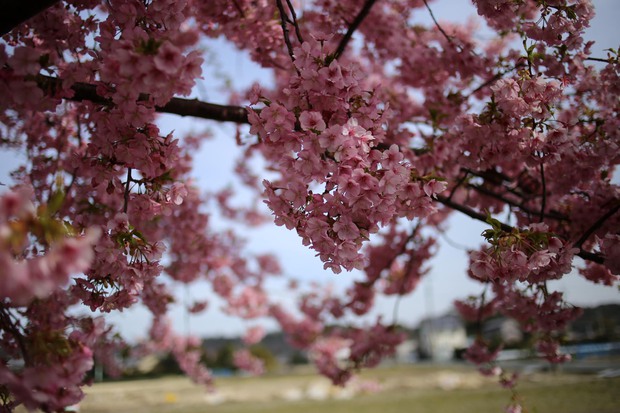 ＊河津桜＊