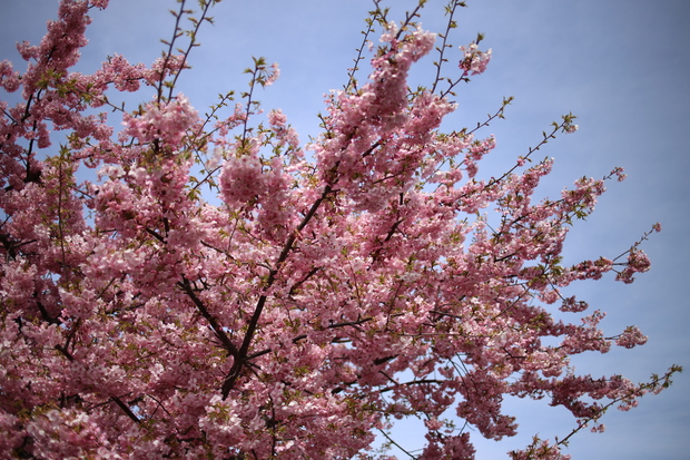 ＊河津桜＊