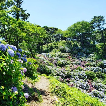 下田の紫陽花公園