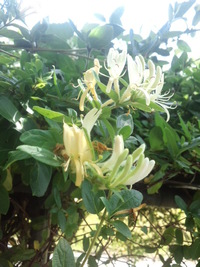 スイカズラの開花 2013/05/26 14:39:48