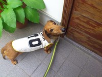 ☆お知らせ☆ 2013/05/26 07:38:48