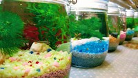 【楽天】でボトリウム買えます！！ 2017/05/18 20:08:49