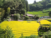 静岡諸子沢・黄金みどり茶園の黄色い茶畑訪問