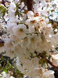 スペインの桜 2014/04/14 17:19:22