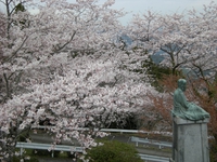 粟ヶ岳さくら開花情報 2014/04/02 18:42:42