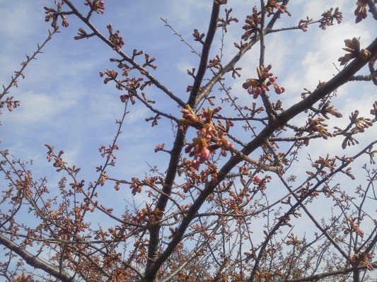 うさぎ山公園の河津桜日誌♪2013.2.28