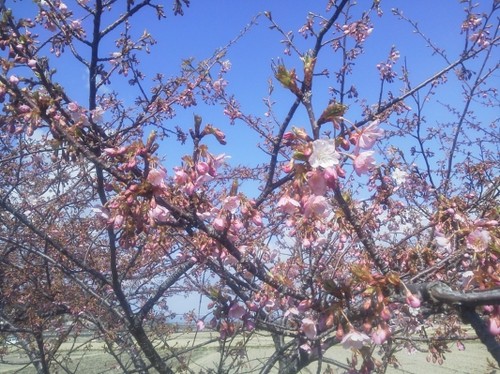 うさぎ山公園の河津桜日誌♪2013.3.4