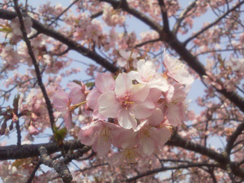 うさぎ山公園の河津桜日誌♪2013.3.8