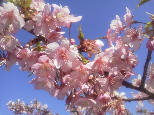 うさぎ山公園の河津桜日誌♪2013.3.11