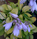 6月の花〜＊