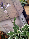 6月の花〜＊