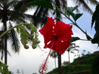 Bali♥インドネシアへ