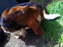 Dog SPA