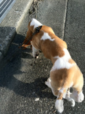 朝ワンポ
