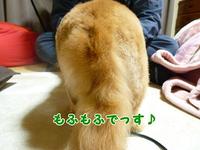 ベルベットの肌触り。 2011/04/23 19:09:18