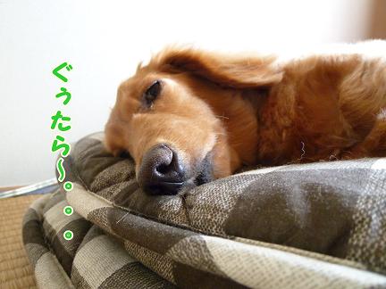 寝太郎。