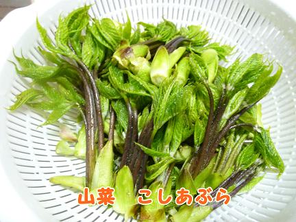 岩手からの春便り♪