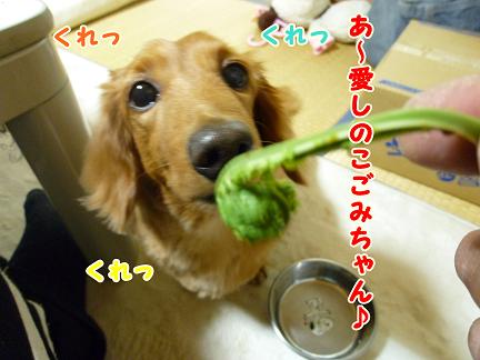 岩手からの春便り♪
