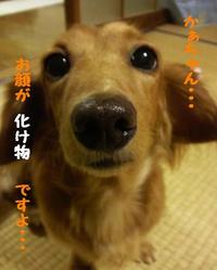 物をもらった・・・ 2010/10/14 18:52:32