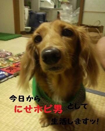 にせホピ男現る・・・