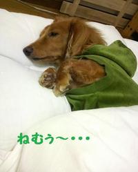 冬眠始まる・・・ 2010/10/20 19:40:15