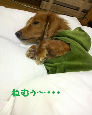 冬眠始まる・・・