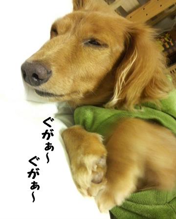 冬眠始まる・・・