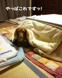 おこた♪ 2010/10/24 19:08:12
