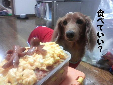 とぅちゃんの弁当♪