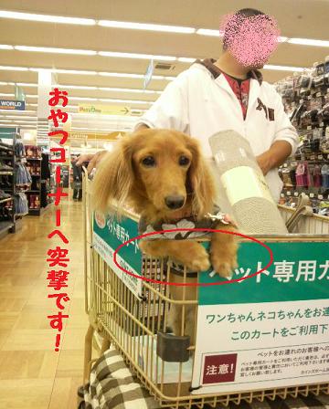 ホームセンター♪