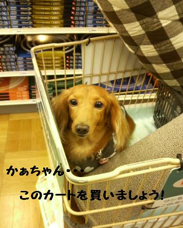 ホームセンター♪