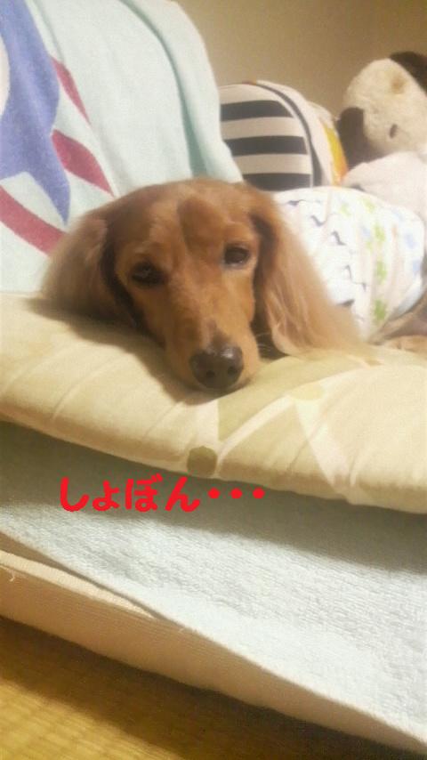 おやすみぶぅ♪