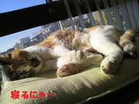 片思い・・・ 2010/11/11 21:02:25