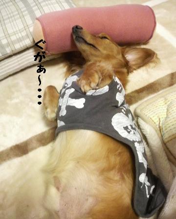 寝心地・・・♪