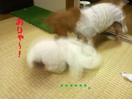 とぅちゃんが帰ってくると・・・
