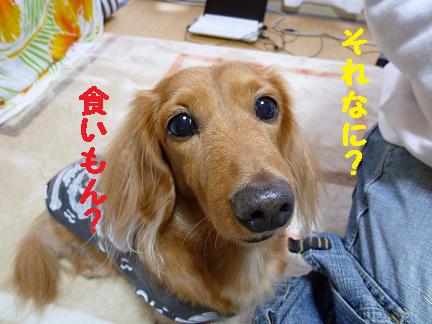 ついに購入♪