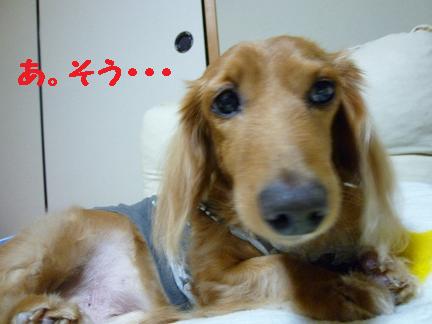 ついに購入♪